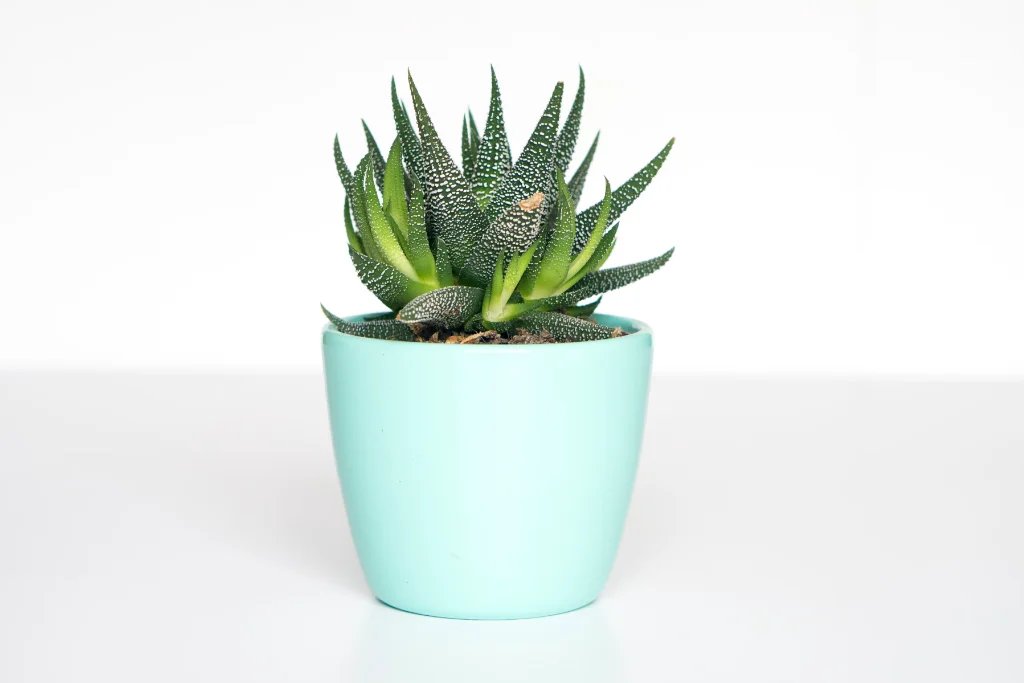 EduSync School Management